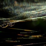 Ragnatele | Foto R. Pegolo 